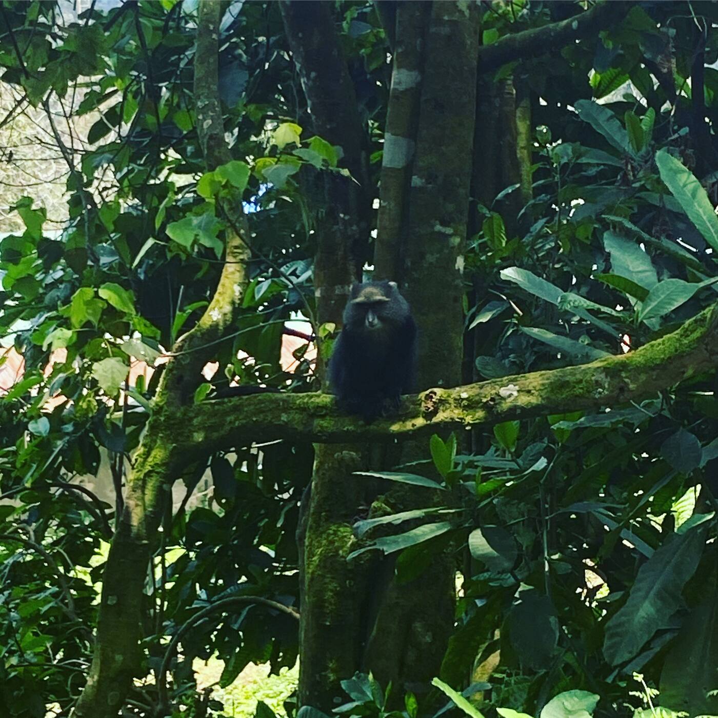 Singe dans la forêt de Machame Gate